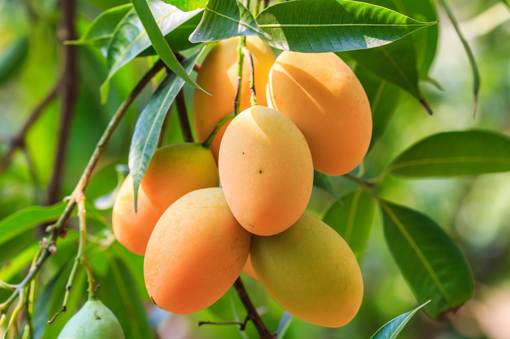SUNEHRA mango