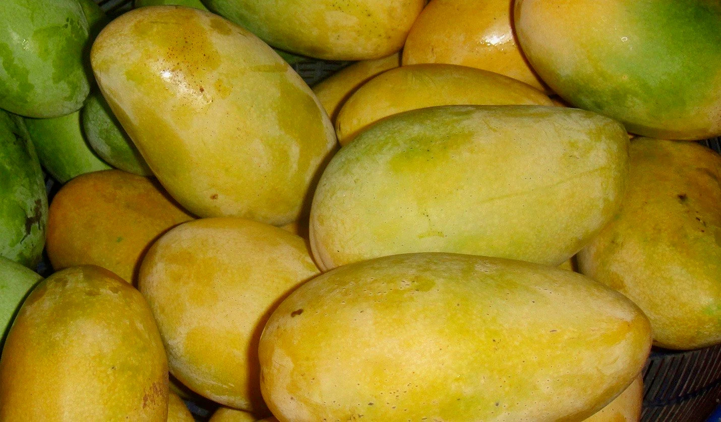 WHITE CHAUNSA mango