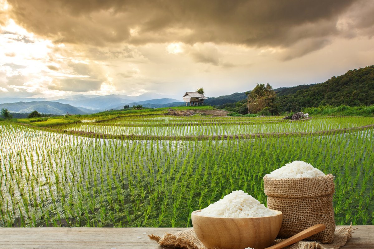 The Versatility and Quality of Rice: A Cornerstone Product by JK Marketing
