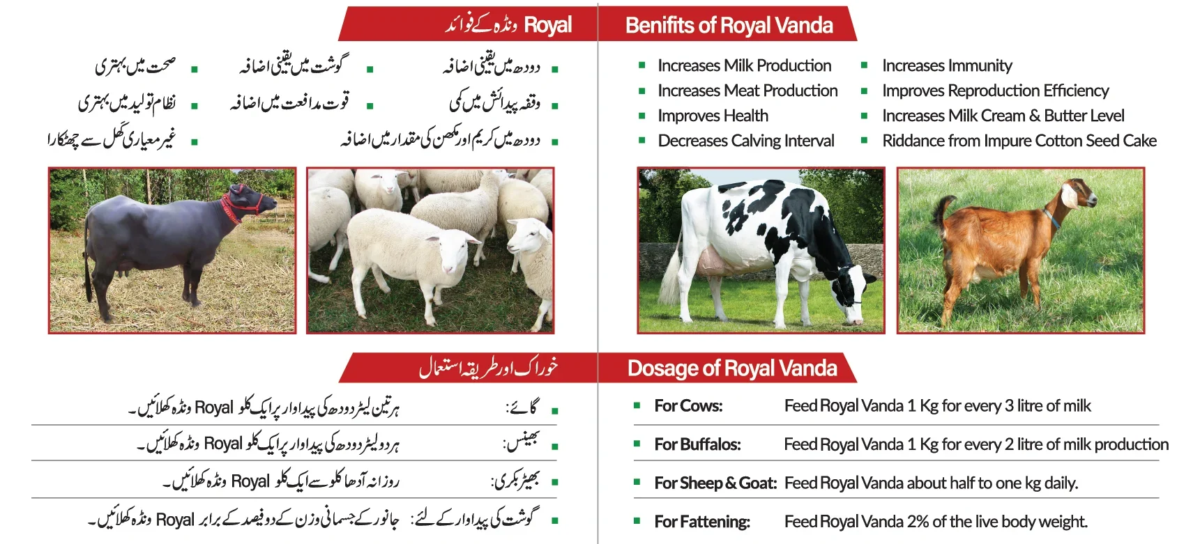 Royal Feed Vanda promoting and distributing by JK Marketing